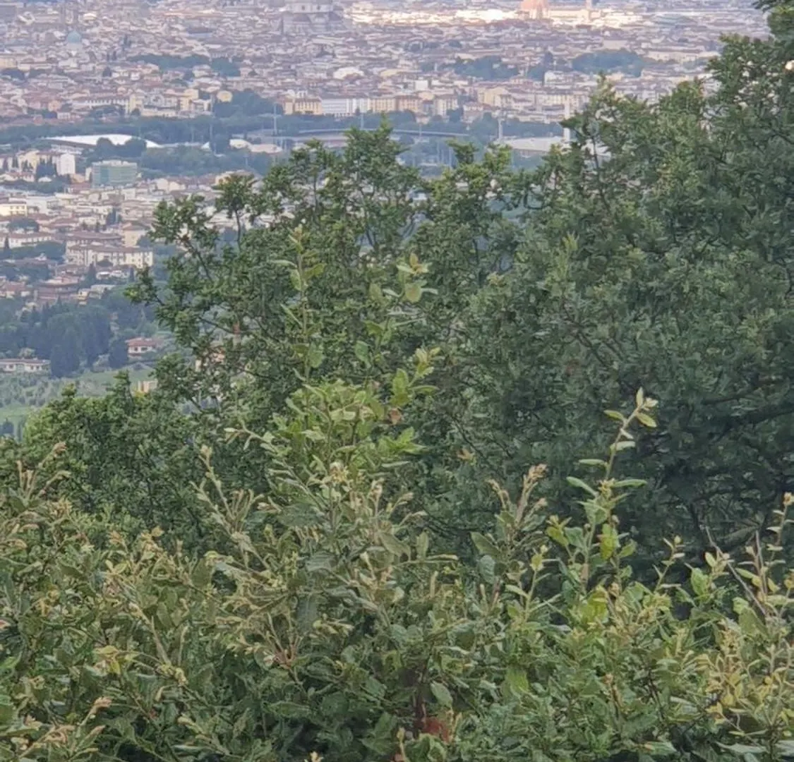 Apartment Poggio Paradiso Florence